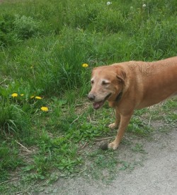 Indi, age 7, Smiling