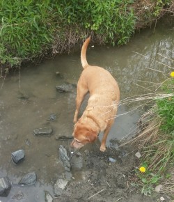 Indi, age 7, Sniff the Moment