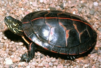 Painted Turtle