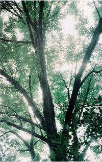 Ann Arbor Tree