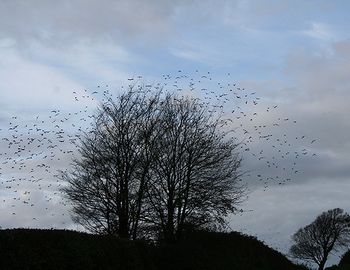 Starlings