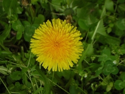 A dandelion