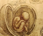 Da Vinci Study of an Embryo