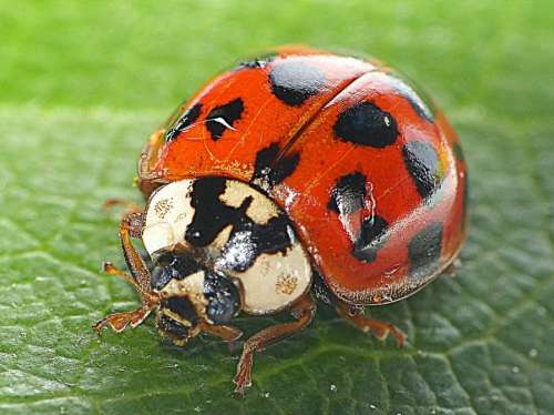 Lady Bug