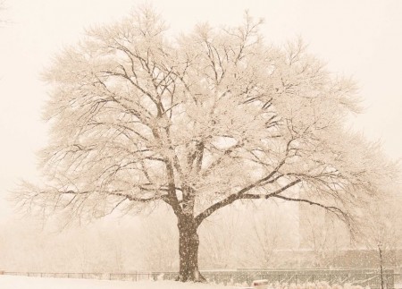 Snow Kissed Tree