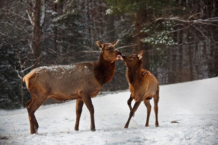 Mama Elk and Baby