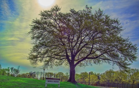 Sidwell Friends Tree in spring