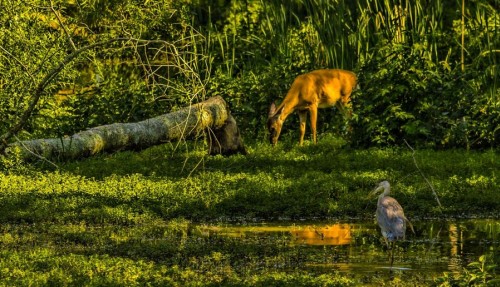 Woodland Friends - deer and heron 