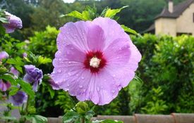 Rose of Sharon, France