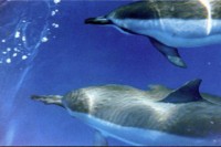 Spinner Dolphins