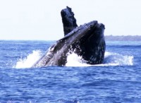 Whale Lunge